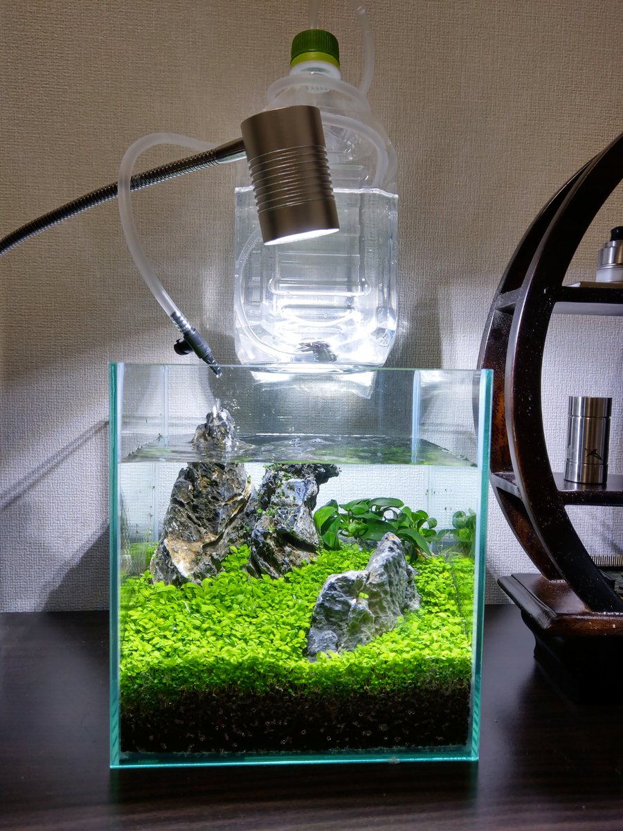 ミニ水槽 ミニ水槽