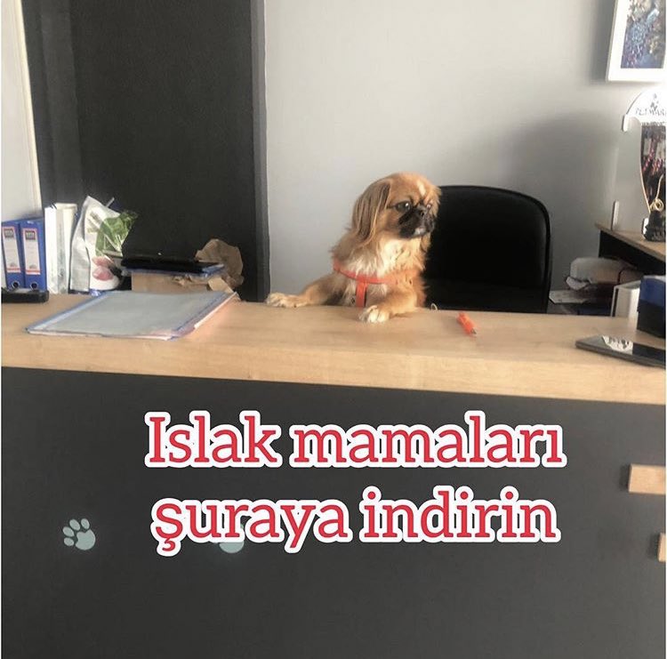 Rex işinin hakkını veriyor😂♥️🐶
#köpek #köpekseverler #hayvanseverler #veteriner #ankaraveteriner #çukurambar #hayvanhastanesi #acilveteriner