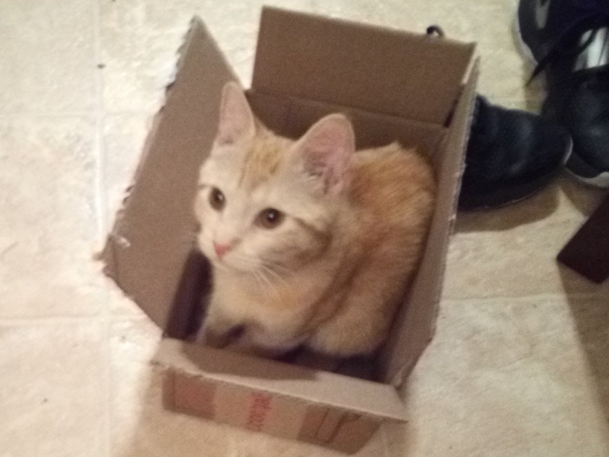 Here is a non-toner related Liberty employee #pet post to give you a #weekend smile! 
.
.
.
#libertylife #caturday #dogdays #weareliberty #americanmanufacturingemployees