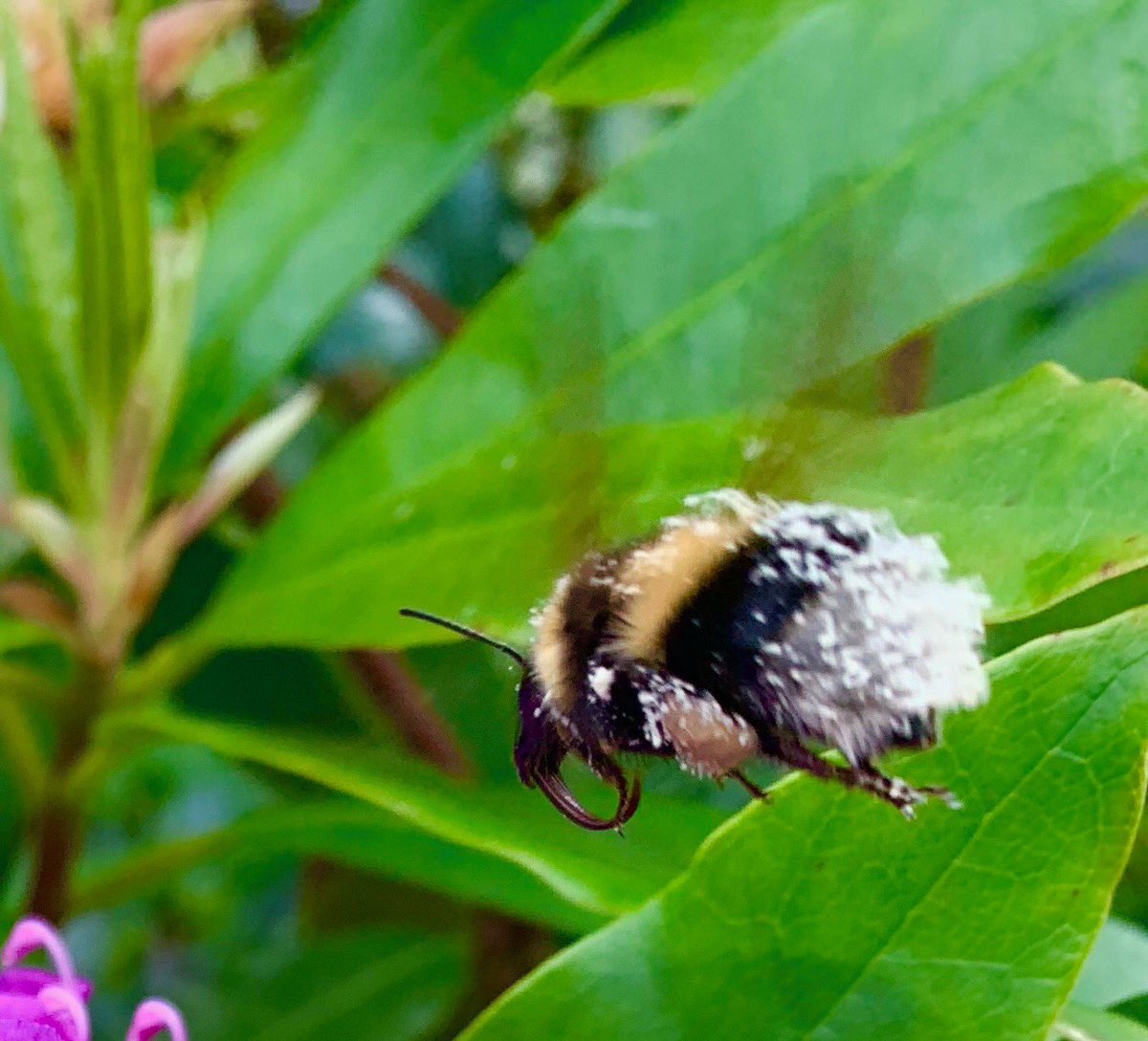 SallybrookT's tweet photo. Busy bee’s photo taken today while we were out sweeping. #TidyTowns #savethebees https://t.co/0omfjWSdcV
