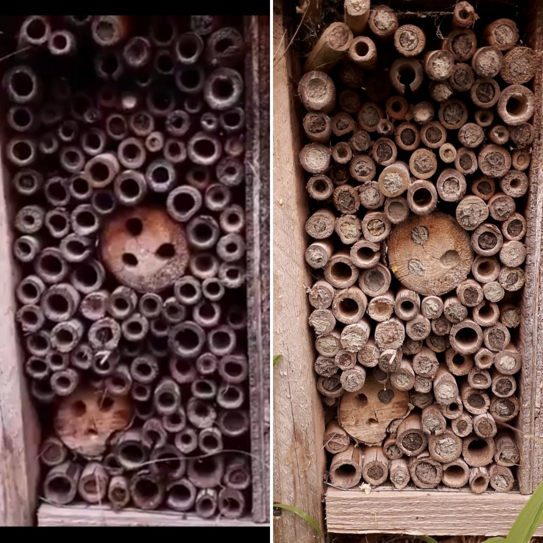 JDBaker81's tweet photo. 17 April vs. 24 May! Running out of rooms at #DidcotBugs central!!
.
.
#masonbee #bees #savethebees #pollinators #wildlifepatch #wildlife @OxfordPlanBee @BBCSpringwatch @Buzz_dont_tweet @BuglifeScotland #didcot https://t.co/h3A3RwNjFb