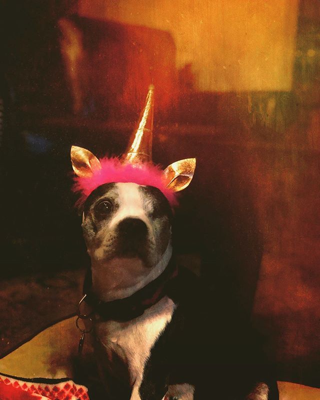 MichaelClawson's tweet image. UNICORNS ARE REAL! #portrait #instapets #mextures bit.ly/2Euie7S