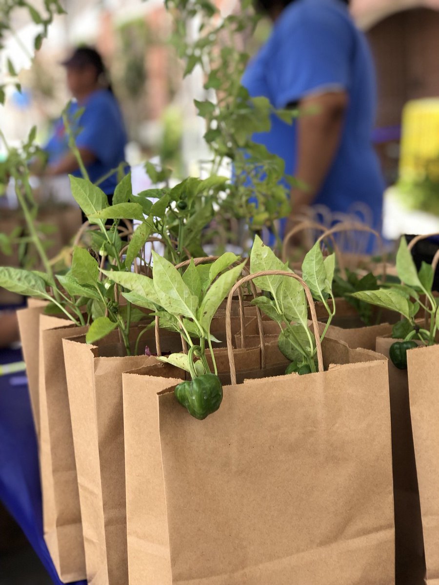 Chickasaw's tweet photo. Expand your garden with free vegetable and herb plants, courtesy of our friends at the @chickasawccc! Find them near the intersection of Muskogee and 1st. #ARTesianFest https://t.co/vM1nmMSiXB
