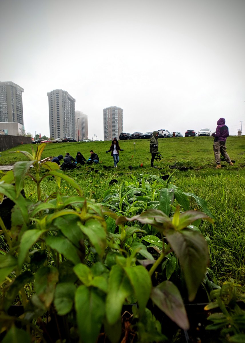 SenecaPoly's tweet photo. We would like to give a round of 👏👏👏 to our wonderful student volunteers who assisted with today's @SEA_Seneca Plant Pollinators event at Newnham Campus!

The rain and the mud were simply no match for the volunteers' #SenecaProud spirit 😊

#SustainableSeneca 🌦️🌱🐝 https://t.co/NMCLj5uHSM