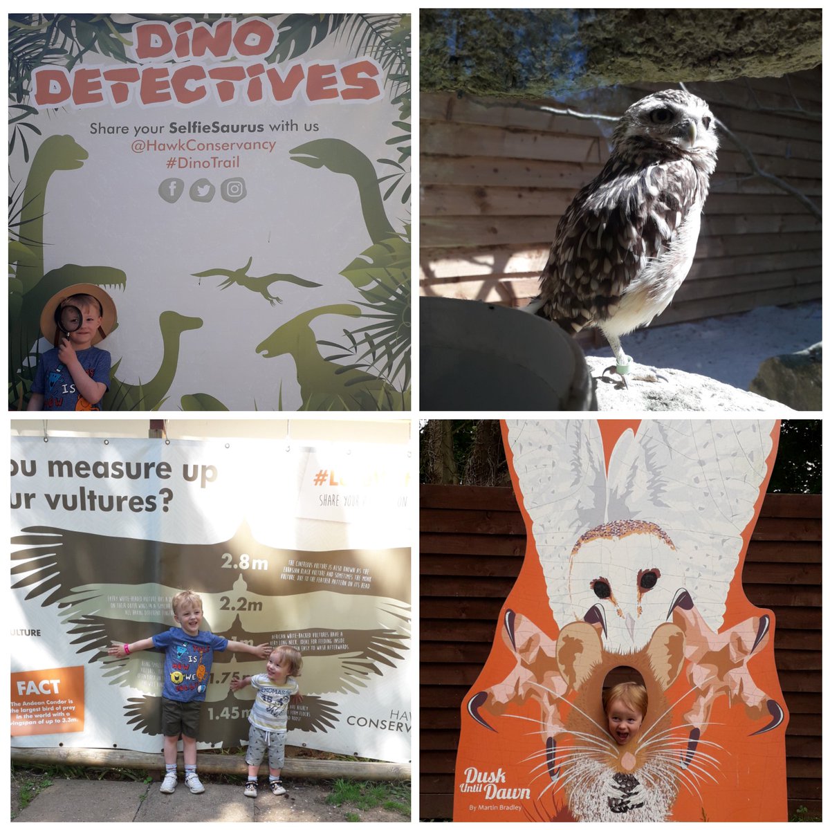 jo_wearing's tweet photo. A fab day out @HawkConservancy #Hampshire #DinoTrail brilliant bird shows, majestic eagles, vultures, owls and many more! https://t.co/yxseC0tPRQ