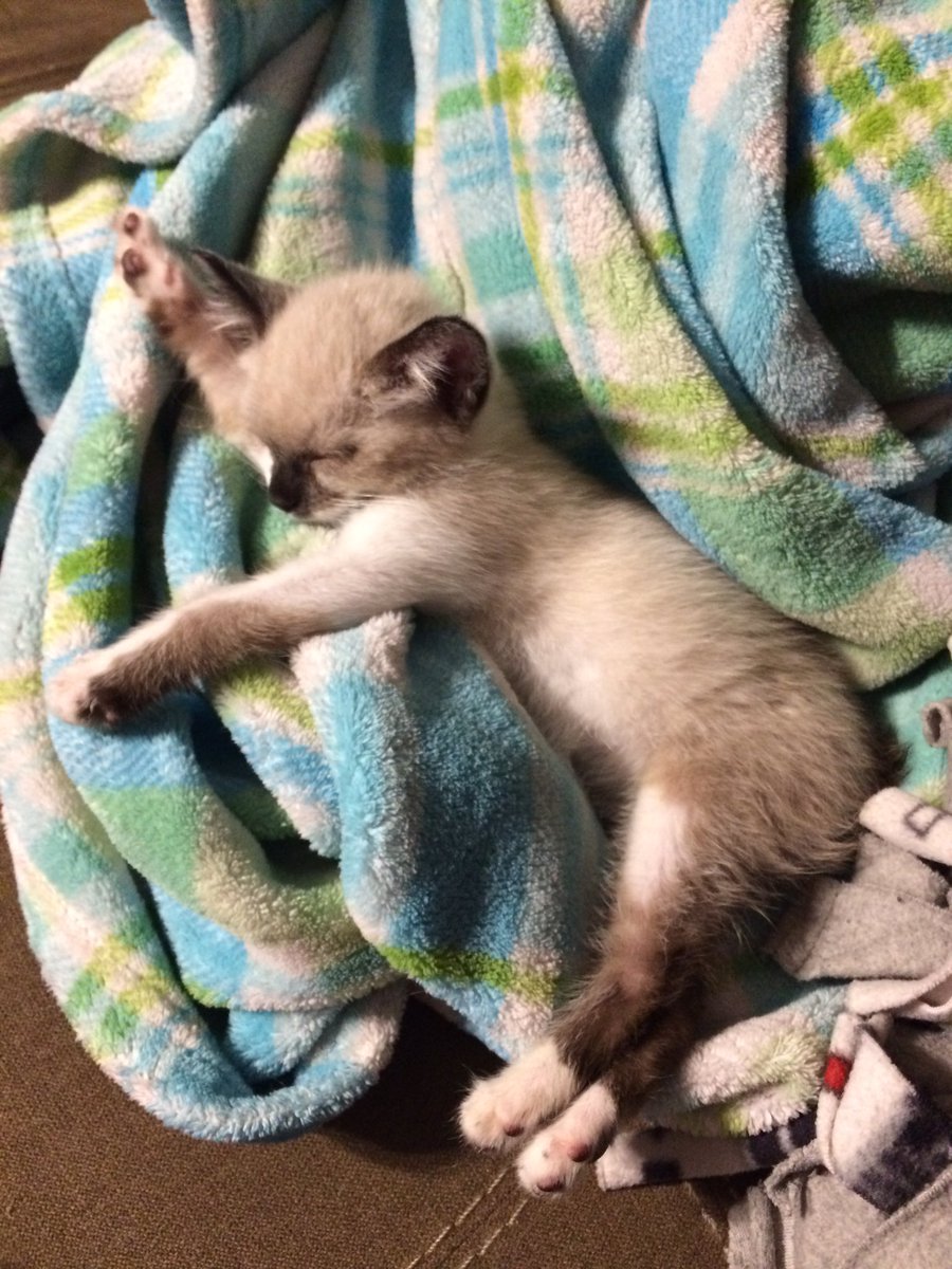 Idriasee's tweet photo. Kittens sleep in the weirdest positions https://t.co/KpkNsIWC3s