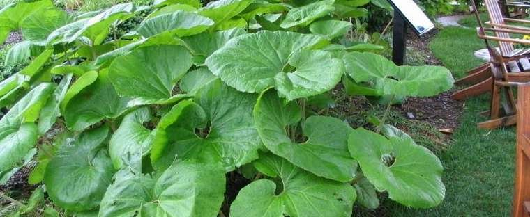 Trinitynyc フキ あの 食べるフキです のことを 英語で Butterbur というというのを先日初めて知ったんですけど どうして Butterbur というかというと その昔 バターが柔らかくなったら フキの あの大き目の広い 葉っぱでバターを包んだんですって Trinitynyc フキ あの 食べるフキです のことを 英語で Butterbur というというのを先日初めて知ったんですけど どうして Butterbur というかというと その昔 バターが柔らかくなったら フキの あの大き目の広い 葉っぱでバターを包んだんですって