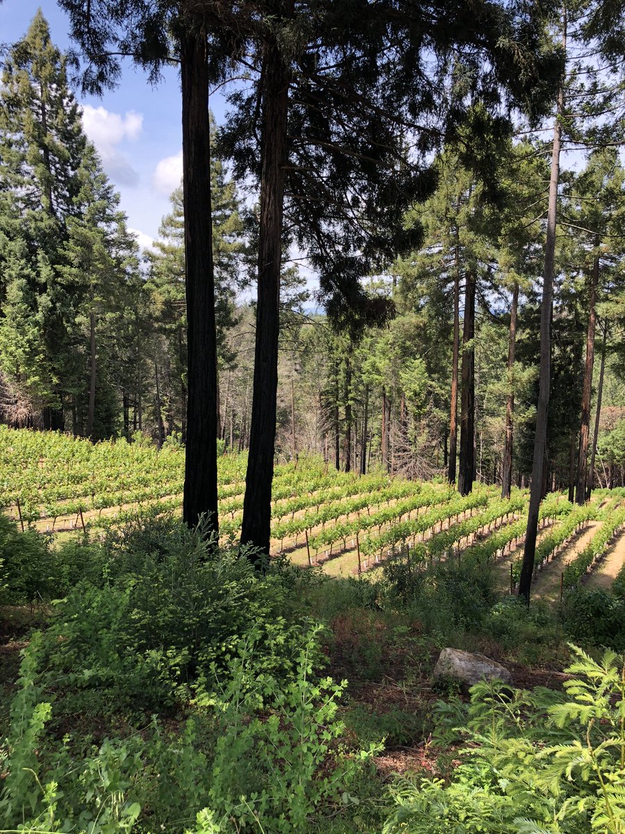 Picture perfect at the vineyard. Happy National Wine Day! #NationalWineDay #MtVeeder #ClubNoQuarter #PrivateLabel