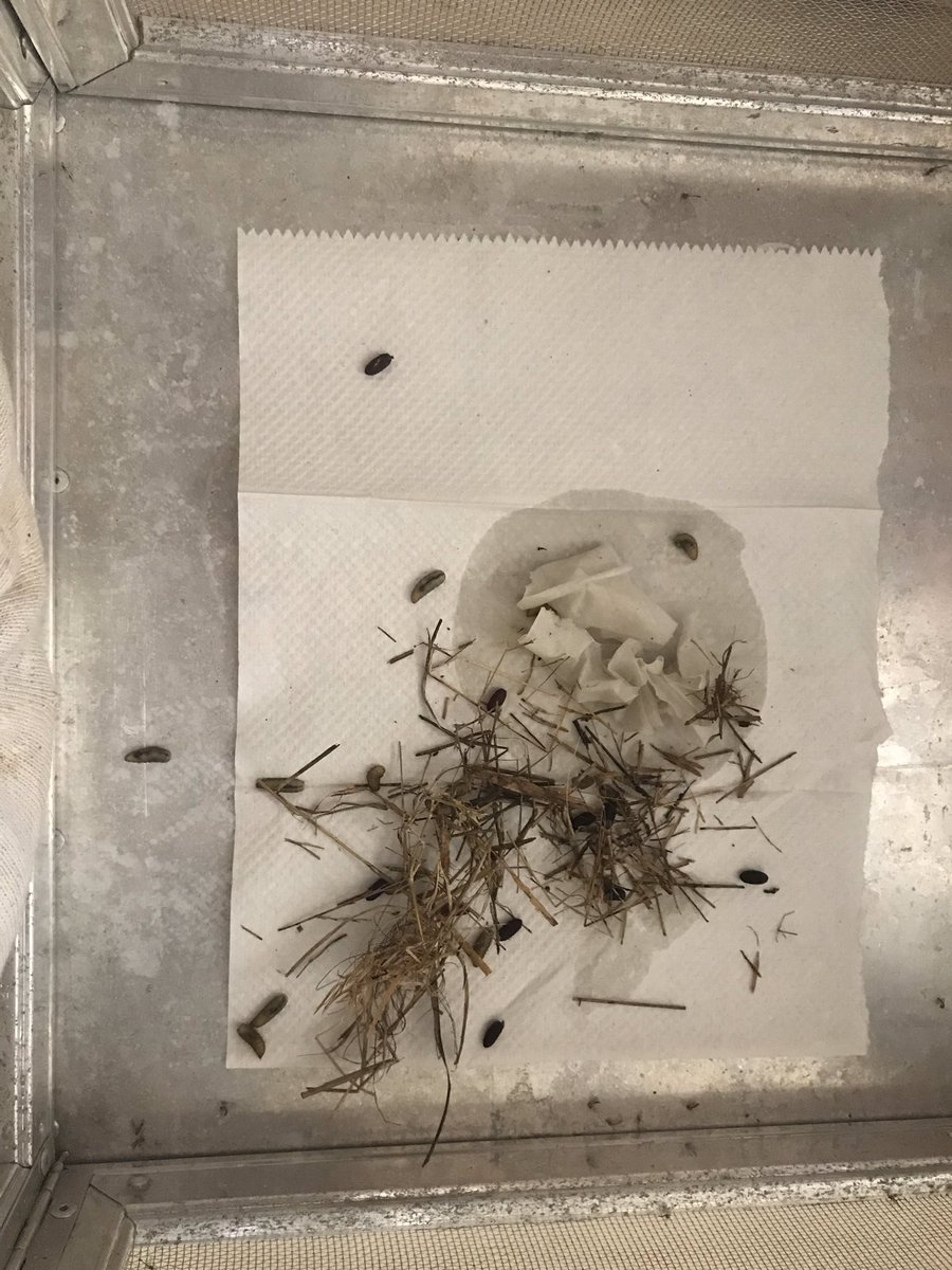 themaddiecology's tweet photo. The things I do for science... we have our first blow flies! Unfortunately they were under this rat snake that had predated the nestlings. Luckily we came to an agreement that I could take the nest and he could stay in the box.
#VampireMaggots #snake #bird
@BugswithBekka https://t.co/o2FcefwpZi