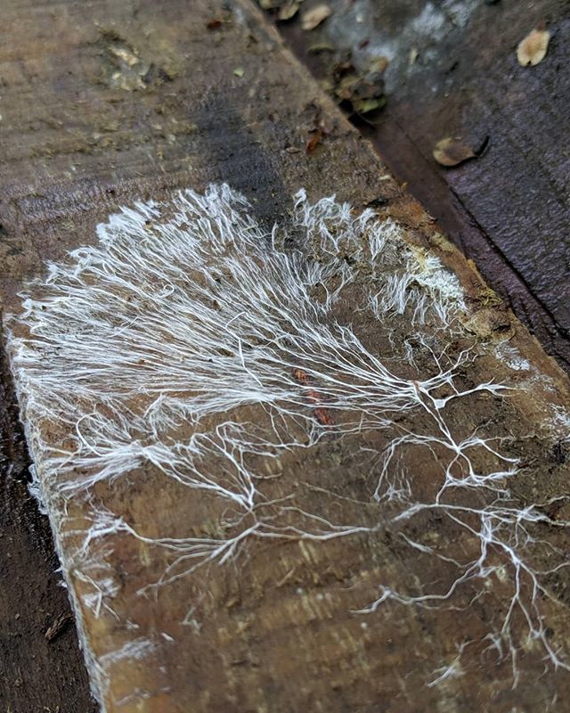mrtylerjensen's tweet photo. Fungi mycelium https://t.co/vvtxCKcxNi https://t.co/JoGwpGG2ZN
