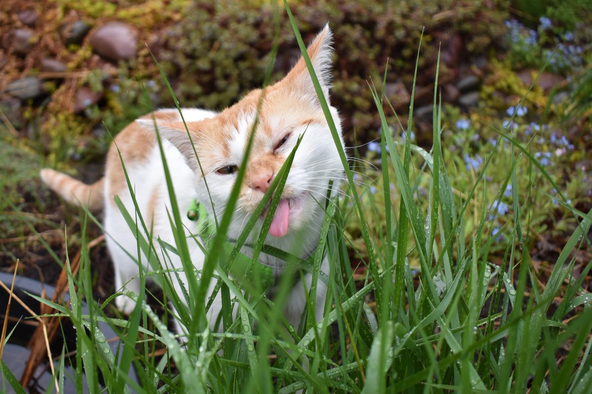 FartyCheddarCat's tweet photo. Yesserday it rained all day.

After supsup I go outside to play!

It spwinkled on me and my paws gotted all wet.

I not like dat!

But den I had sum gwass and it be nummy.

And den I had sum rain water and it be nummy too.

And den I run up da twee and it be fun! https://t.co/vAHdySmz96