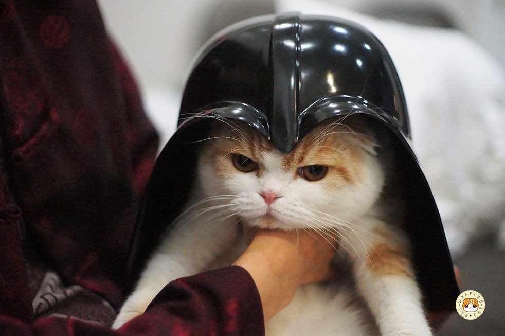WafflesCat's tweet photo. #AddCatsToFilms Darth Pawder https://t.co/wsaF1NAKlF
