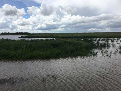 Romulo Lollato (@ksuwheat) on Twitter photo Can excessive rainfall prematurely kill the wheat crop in parts of Kansas and
Oklahoma? Check out this combined effort between <a href="/KStateAgron/">K-State Agronomy</a> and <a href="/OSUplantsoilsci/">Department of Plant & Soil Sciences</a> on a uniform message in the latest eUpdate:
ksu.ag/2MnFStl Can excessive rainfall prematurely kill the wheat crop in parts of Kansas and
Oklahoma? Check out this combined effort between <a href="/KStateAgron/">K-State Agronomy</a> and <a href="/OSUplantsoilsci/">Department of Plant & Soil Sciences</a> on a uniform message in the latest eUpdate:
ksu.ag/2MnFStl