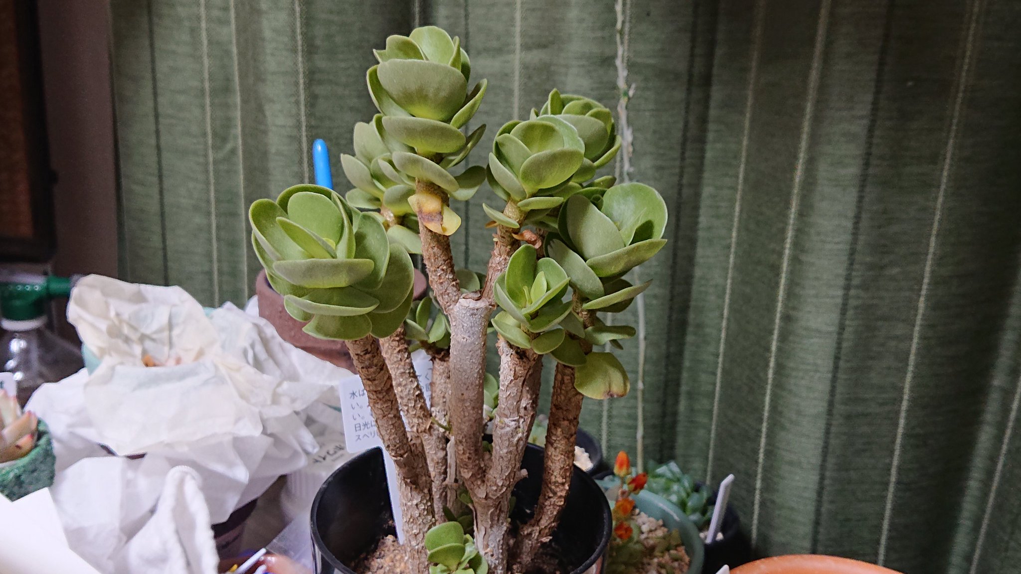 さるお 今日のロハスフェスタでの戦利品 木立したモロコエンシス 多肉植物 Succulents ポーチュラカリア モロキニエンシス さるお 今日のロハスフェスタでの戦利品 木立したモロコエンシス 多肉植物 Succulents ポーチュラカリア モロキニエンシス
