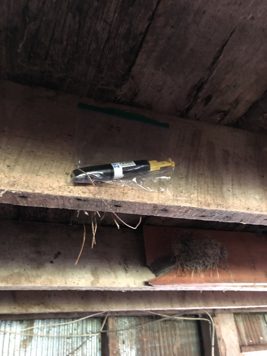 HubbardBirdLab's tweet photo. Today we deployed our first egg data logger. This will collect temperature data every minute through incubation and the first 5 days after the nestlings hatch. Thanks to @AmandaHund for lending us the loggers for the summer! https://t.co/NNsZBeypcp