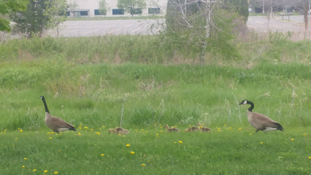 Looks who's coming to Kanata RibFest? <a href="/FeatureFestival/">FEATURE FESTIVALS</a> <a href="/KanataSkin/">Kanata Skin Clinic</a> <a href="/KanataNorthBA/">Kanata North BA</a>  <a href="/KanataHospital/">Kanata Animal Hosp.</a>  <a href="/hazeldeanchiro/">Kanata Chiropractors</a>  @mattskubeCTV <a href="/JennaSudds/">Not active account</a>  <a href="/FeaturePresents/">Feature Presents</a>  <a href="/WorldRibfest/">World Ribfest Championships</a>  <a href="/RandallMoore26/">Randall Moore</a> <a href="/OttawaCitizen/">Ottawa Citizen</a> #Kanata #OttNews #Ribfest #kanataribfest