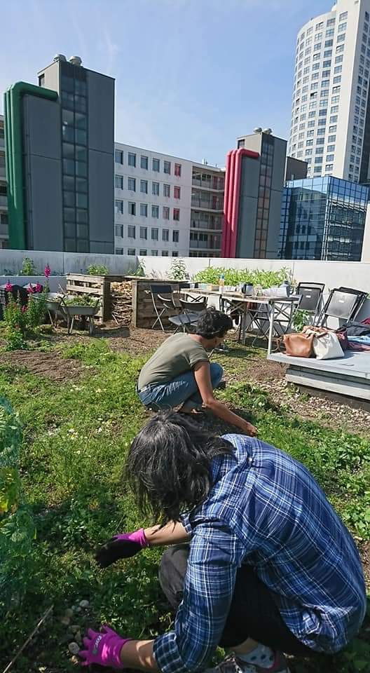 d_akkers's tweet photo. #FARMINGTHECITY on #rooftopfarm the #DakAkker on an officebuilding downtown #Rotterdam ... with a great team of #rooftopfarmers !!! More on https://t.co/Z61ihZ2WGL https://t.co/s6CLthMIDx