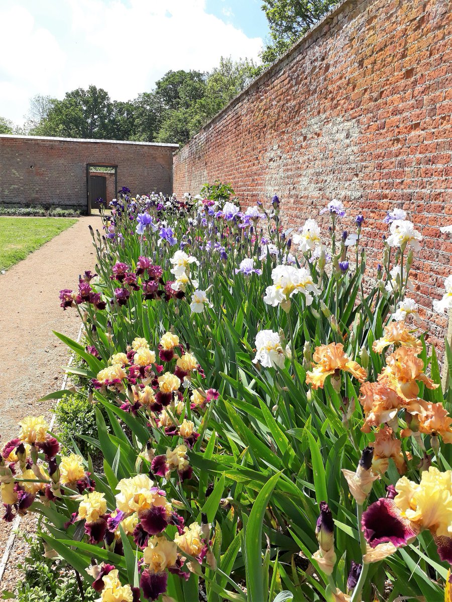 Iris border in the Walled Garden <a href="/MoggerhangerPK/">Moggerhanger Park</a> is burgeoning with colour this year, you can see these beauties and other horticultural delights at the Moggerhanger Park plant fair 2nd June, 10-4pm, <a href="/Plantheritage/">Plant Heritage</a> <a href="/HertsBedsPH/">Plant Heritage H&B</a> <a href="/HertsHPS/">Herts HPS</a> <a href="/BiggyChronicle/">BiggleswadeChronicle</a> <a href="/BedfordEventsUK/">Bedford Events</a>