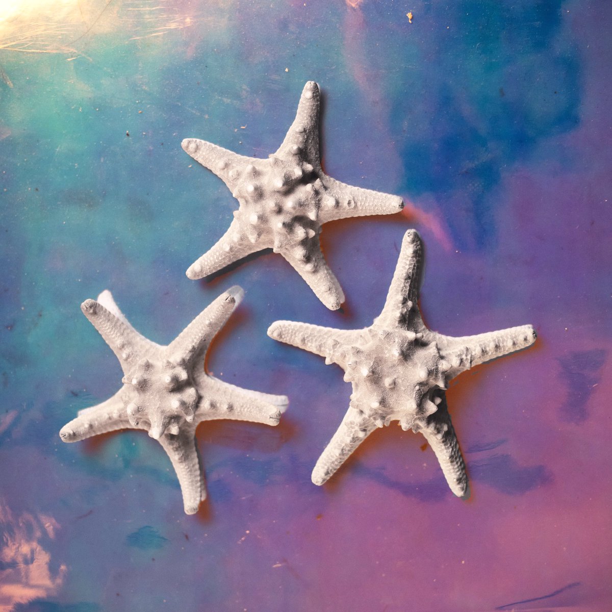 iamitaggarwal's tweet photo. The Starfish
These star shaped species have been eating micro-plastics for the last four decades that now permeate the world’d marine environment. Traces of eight different kind of plastics have been found in the stomachs of the starfish, sea stars and brittle stars.
#Plasticity https://t.co/CbCY6M4rro