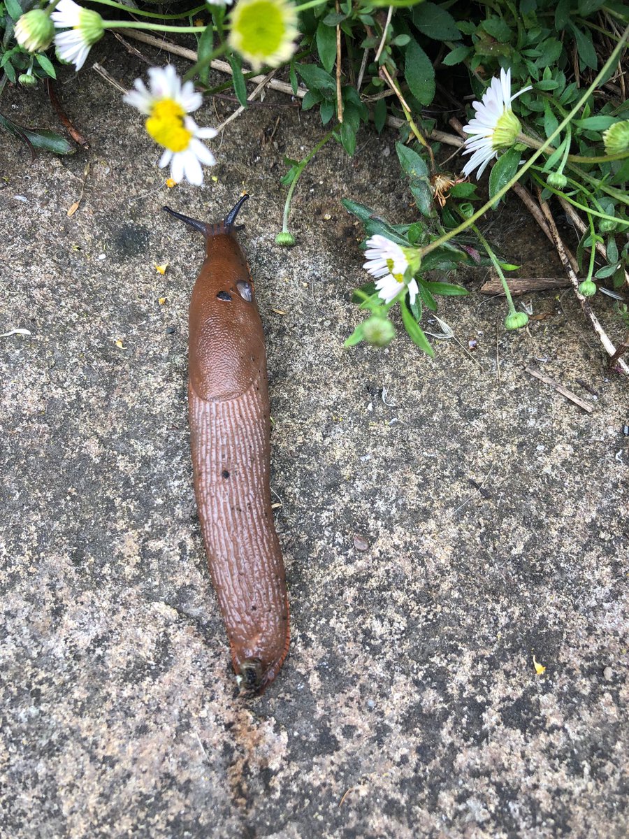 PowersFlowers's tweet photo. These are the bin (wo)men of the garden. They mainly eat decaying matter, as well as bird poo (and any sneaky dog poos that you may have missed). They will occasionally eat seedlings and hostas, but they’re not as damaging as many other slugs. #I💚detritivores #HugASlug https://t.co/ynLLWsUrAH