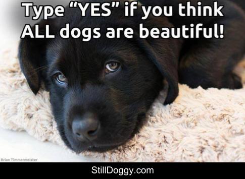 StilldoggyC's tweet photo. For Inspiring Dog Stories &amp; Dog Pics https://t.co/JydetUslZh

Now Trending On Twitter: Jon Voight #SaturdayMorning #UNBELIEVABLEMUSICVIDEO #SaturdayThoughts #DeleteFacebook
#TowelDay Gerry Fraley Ray Donovan Leclerc Age of Enlightenment https://t.co/24fowx7YDS