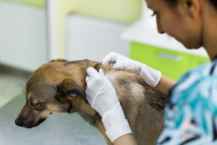 #Cephalexin for #Dogs bit.ly/2GG5gpj