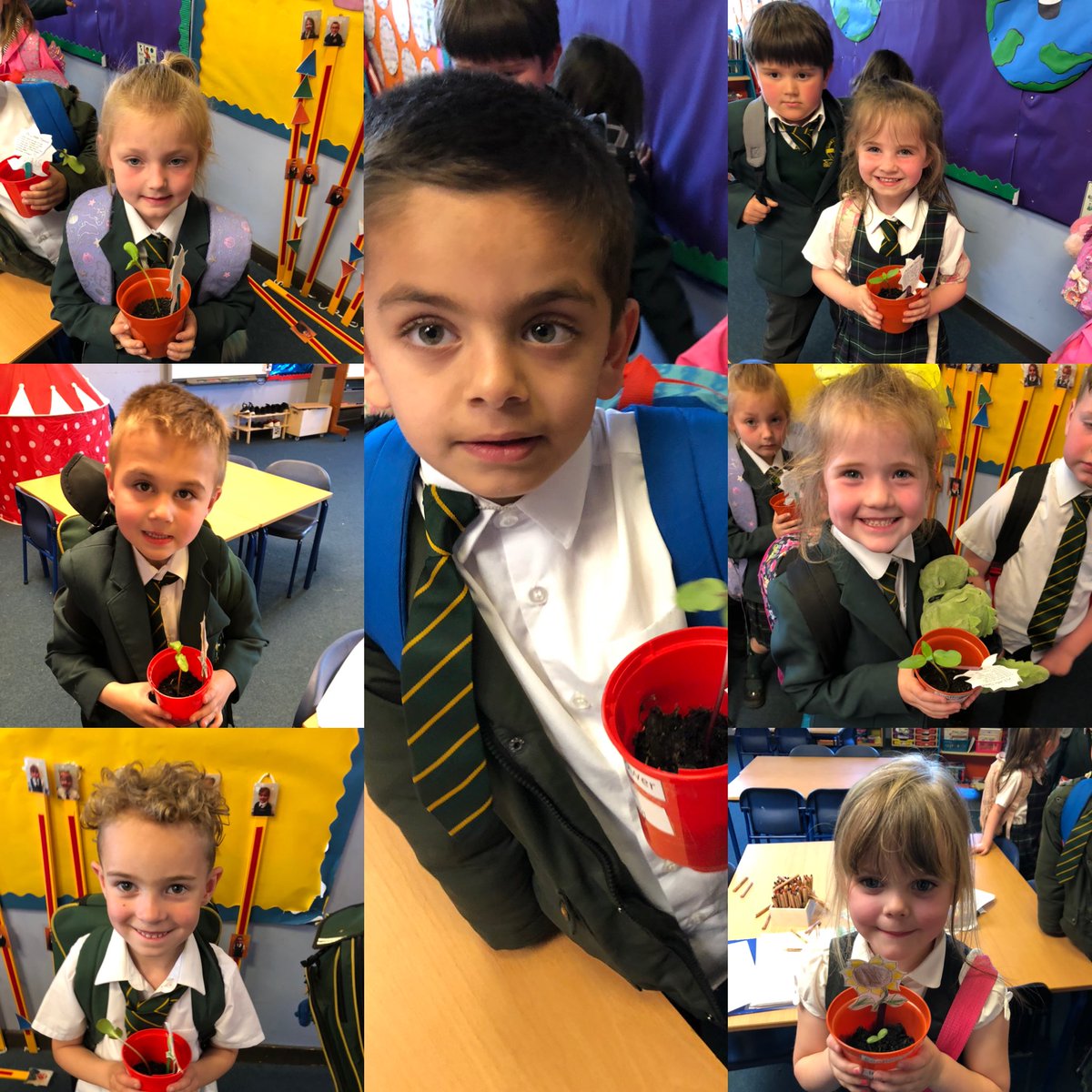 MrsH_StP's tweet photo. Some of our sunflowers have grown and are ready to go home! https://t.co/s31Qmu04En