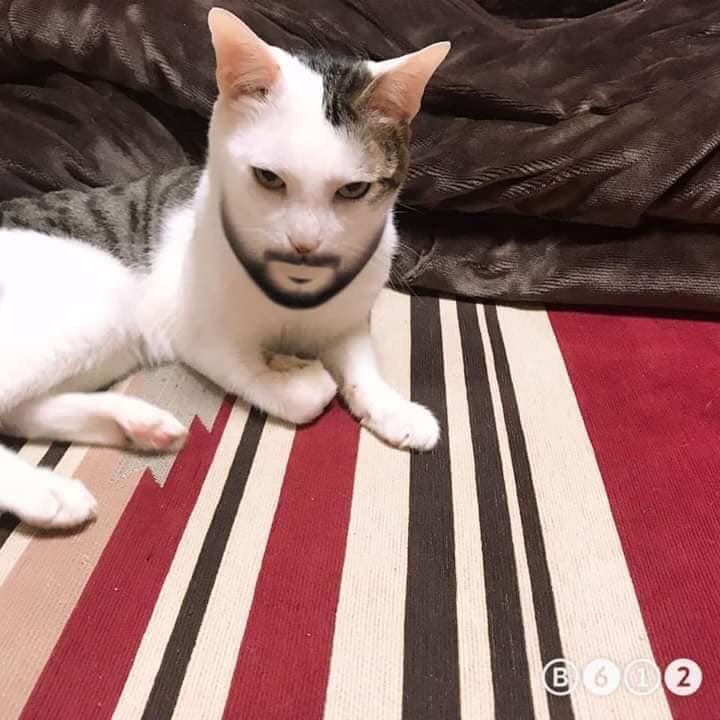 SOMEONE ON FACEBOOK USED THAT SNAPCHAT FILTER ON THEIR CAT

I CANNOT BREATHE 🤣🤣🤣