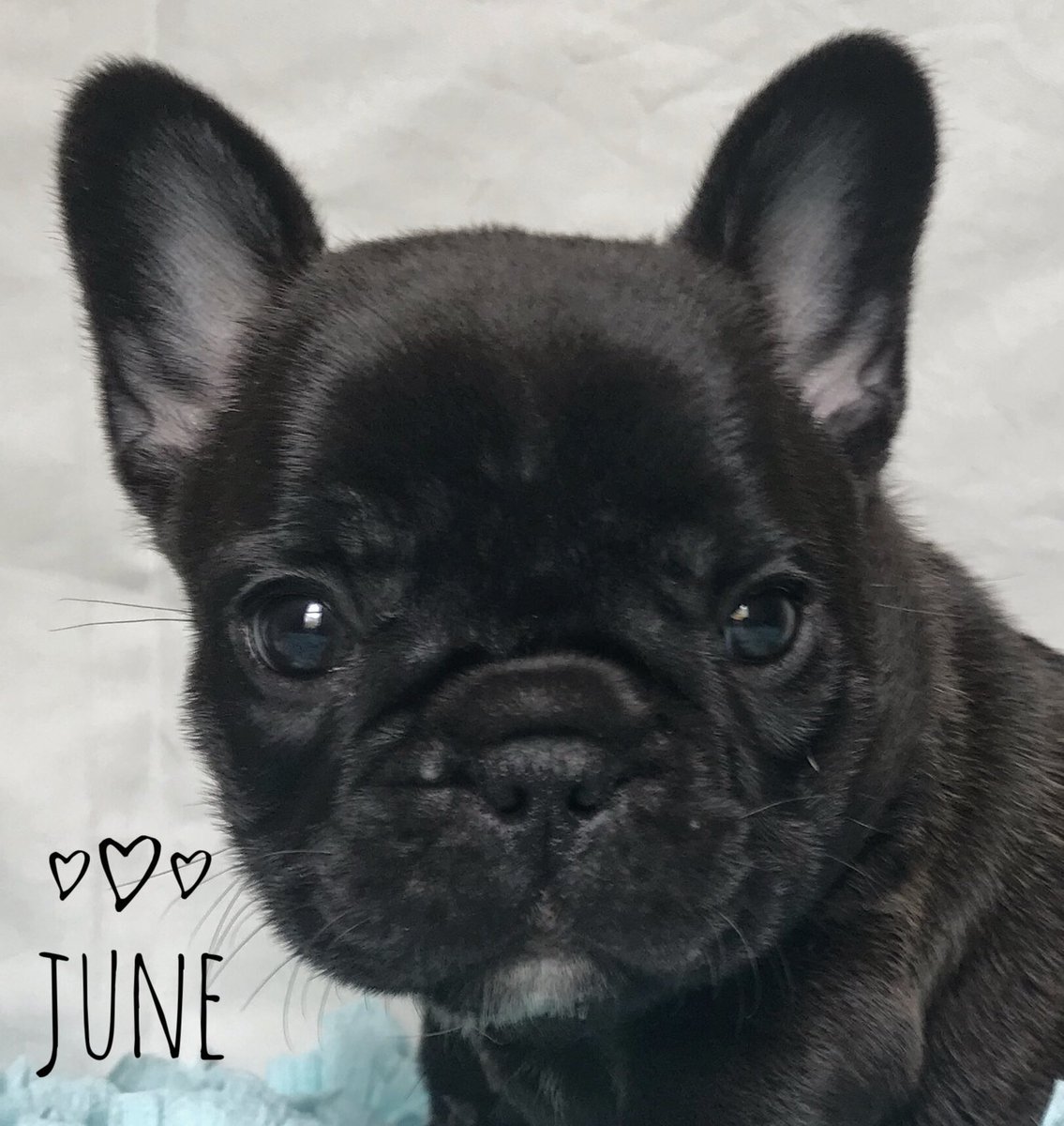 RobbIsle1965's tweet photo. Last, but definitely not least, of the litter is Robb Isle ‘June’. The lone girl of the litter from Ch. Robb Isle Justice For All and Robb Isle Truth Or Dare. 
#frenchbulldog #frenchie 
#frenchiepuppy #frenchies #dog #puppies #frenchie_photos #dogsofinstagram #frenchiesoftoronto https://t.co/0Ysj0NY7gd