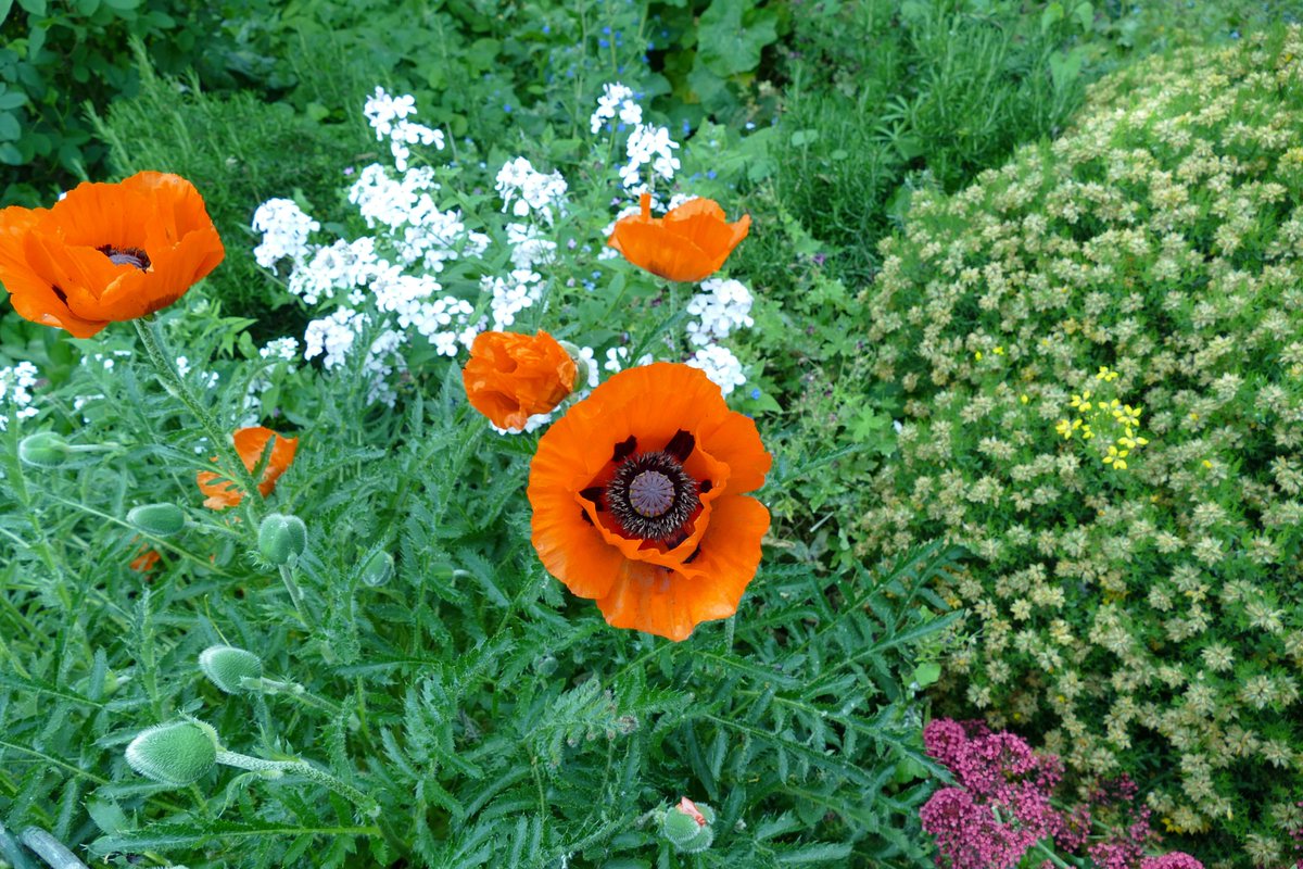 PanasonicBTN's tweet photo. Images taken on the Lumix DMC-FZ1000: 4K Bridge Camera, 20.1 Mega Pixels.
Auto Focus on the left, Macro zoom on the right. Visit our store for a demo.
#Flowers #poppies #giftideas #fathersdaygifts #Brighton #brightonpanasonic #photographers #images #create #fun #flowerstagram https://t.co/VfTrXf7alD