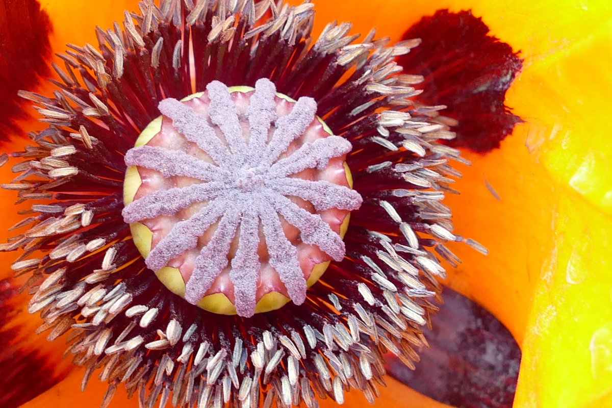 PanasonicBTN's tweet photo. Images taken on the Lumix DMC-FZ1000: 4K Bridge Camera, 20.1 Mega Pixels.
Auto Focus on the left, Macro zoom on the right. Visit our store for a demo.
#Flowers #poppies #giftideas #fathersdaygifts #Brighton #brightonpanasonic #photographers #images #create #fun #flowerstagram https://t.co/VfTrXf7alD