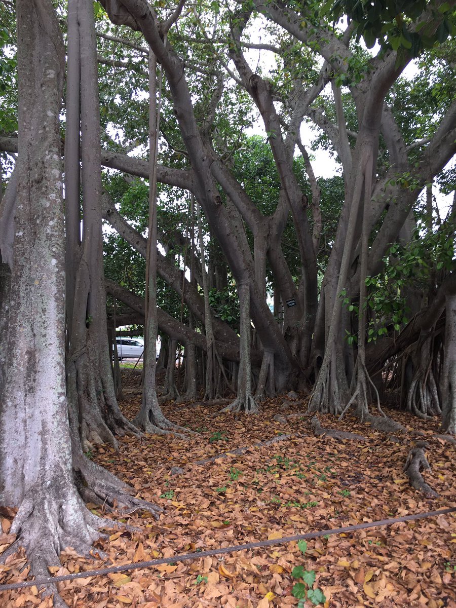 bradd119's tweet photo. โGot High Hopesโ #rubbertreeplant @EdisonFordFL https://t.co/2dQ1YzRIIS