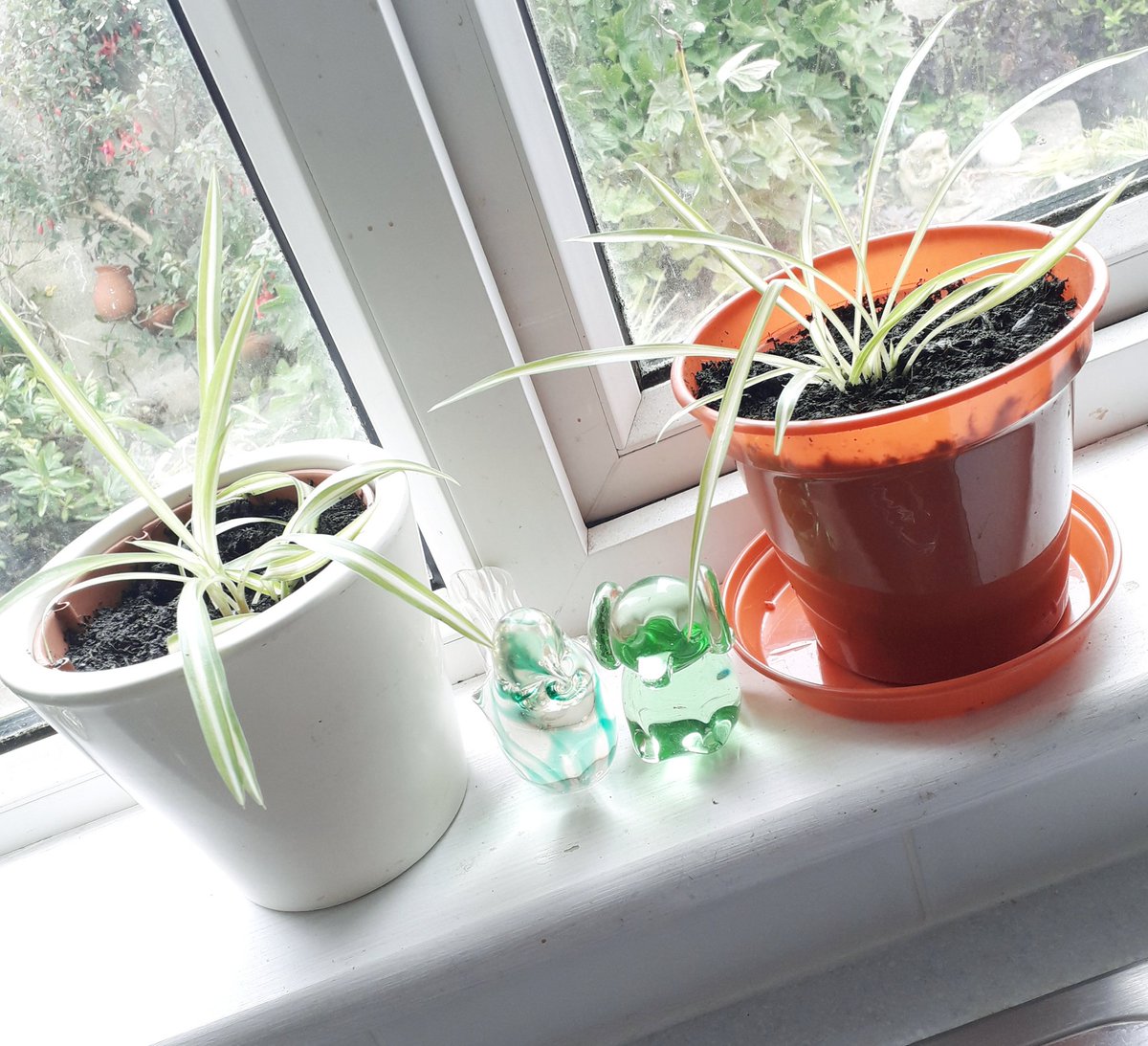 crowsofoak's tweet photo. Well! Today I am #pathetic 😉 I washed some pots and potted up some baby #spiderplants and then had to have a nap! I kid you not! 😆

I'm normally a little tougher than that, but it has been a busy week!#chronicillness #Fibromyalgia #livingwithfibro #donetoomuch https://t.co/i3a5dEwnhQ