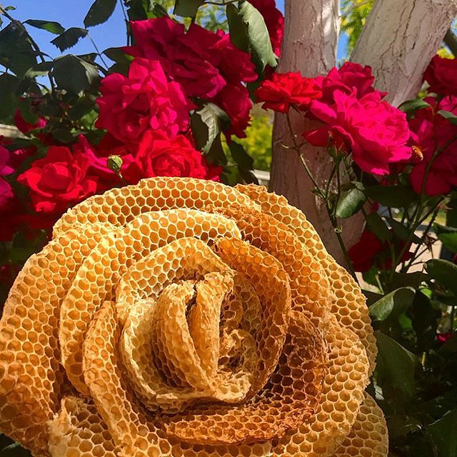 ANBeesQueens's tweet photo. Can you tell the difference?
🐝🌹🐝🌹🐝🌹
#beeswax #bees🐝 #beesknees #beesofinstagram #bees #bee #beek #beekeeper #honey #italianqueen #bees #honeybees #honeybee #beekeepers #beekeeperslife #beekeepersofinstagram #beekeeperlife #ca #californi #anbees #… https://t.co/po9hsj6Pdx https://t.co/qwkbUwslpm