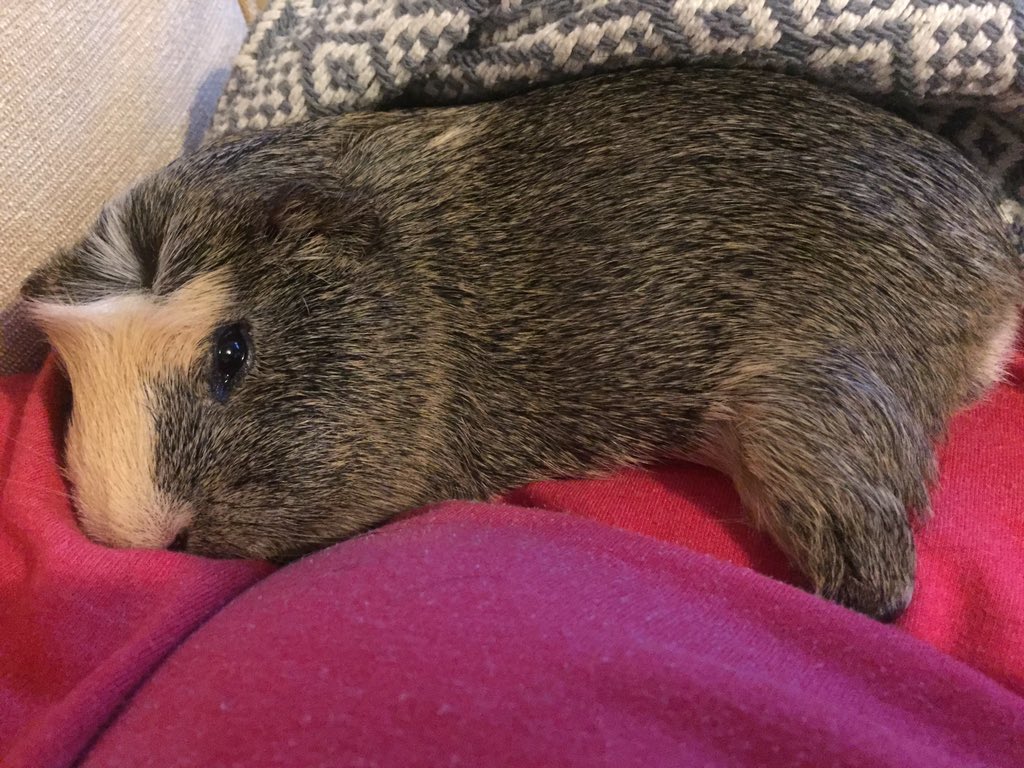 badgerbumble's tweet photo. @hersh_ted @SarcasmRulz1 Guilty as charged #professionalsnuggler https://t.co/l8qol1XsAi