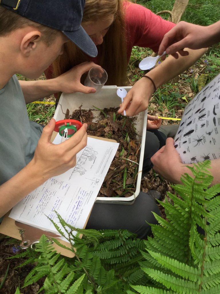 ChurchersSci's tweet image. Ancient woodland biodiversity study #theresince1600 #simpsonsindex #tickalert #ChurcherBiology @ChurchersSixth