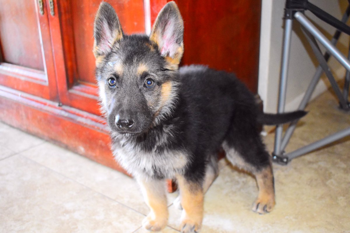 My cute little man Maximus