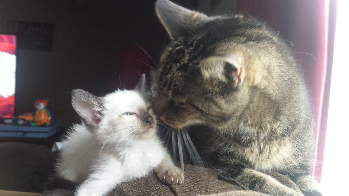 apocalypticneko's tweet photo. Last night I had to say goodbye to my sweet boy Chiko 😢 He was with me for 14 good years &amp; I am forever blessed he picked me as his cat mom  (literally. He was my sisters cat but when he wasn't the loving lap cat she wanted, he migrated to my room &amp; became mine) I miss him ♡ https://t.co/ImEi3L1vip