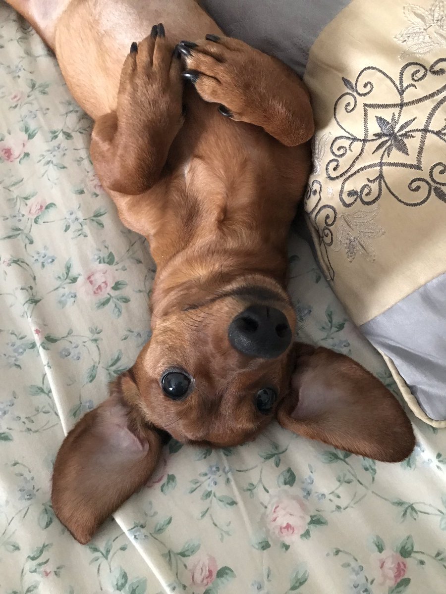 Moore_Sonja's tweet photo. #mrmaximusmoore can’t help how cute he is. #dachshund #doxie #mydogiscutest #weinerdog https://t.co/3T9IkdlBnt