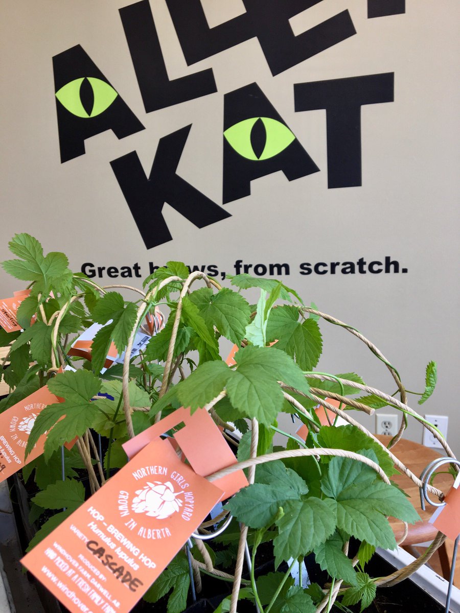 TODAY! Brewing Hop Plant Sale <a href="/alley_kat_beer/">Alley Kat Brewing</a> 11:30 to 1pm. Mature 3yr plants: Centennial, Tettnanger,Hallertauer,Northern Brewer,Chinook, Willamette. For home brewer/ Hop tea garden OR gift for your fav brewer!!! #hops #ABcraftbeer
