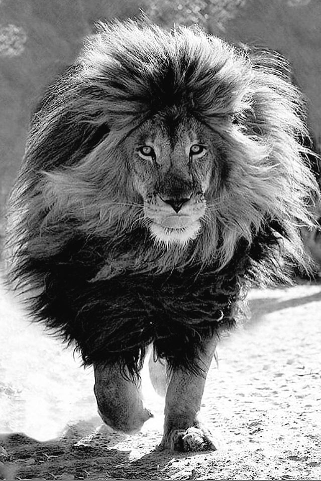 defoo aljbour (@defoo_aljbour) on Twitter photo 