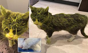 Animals1st tweet media