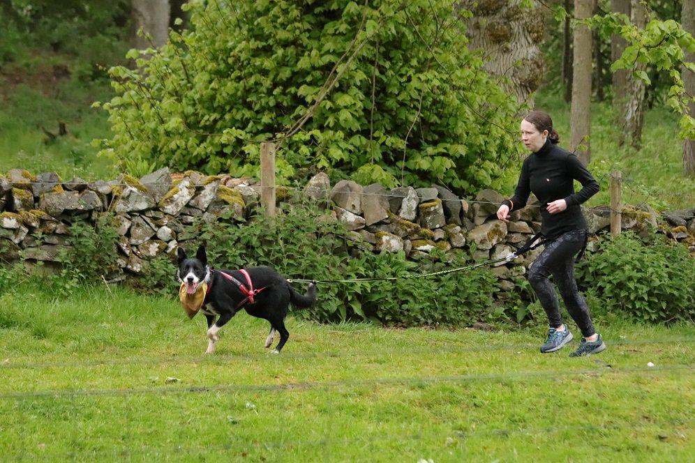 colliefullife's tweet photo. #RuffDugger last week with Coinneach. Had a fantastic time, Coinneach was brilliant only had one brief moment where he made a fuss just after we started and another dog was running up to the start. Canicross seems to be his thing!
@BCTGB @CaniFit #canicross #bordercolliefc https://t.co/zffCoHiR3P