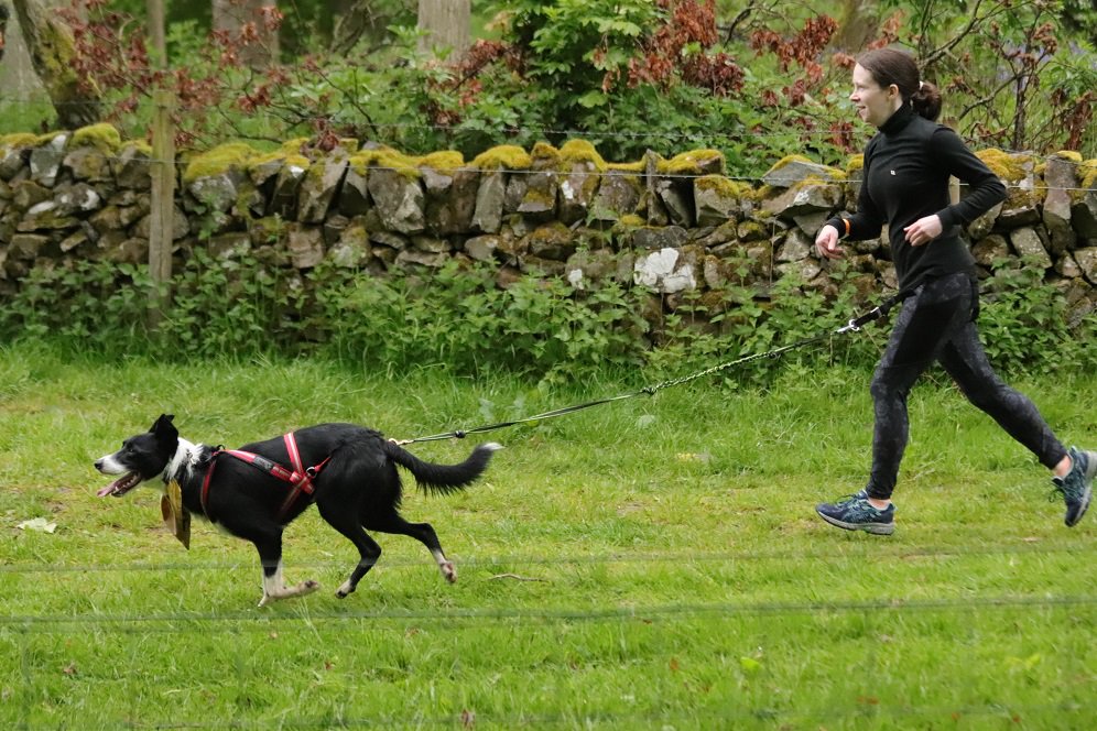 colliefullife's tweet photo. #RuffDugger last week with Coinneach. Had a fantastic time, Coinneach was brilliant only had one brief moment where he made a fuss just after we started and another dog was running up to the start. Canicross seems to be his thing!
@BCTGB @CaniFit #canicross #bordercolliefc https://t.co/zffCoHiR3P