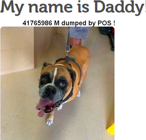 MoishesMom's tweet photo. π¨πππ»#Palm #Valley will π Daddy if no1 comes π #Edinburgh #South #Texas get your feet moving & #Save #Daddy Boxer lovers take note ππ» Just look at this gorgeous boyππ» @bvanhool #2pledge π¨π #retweet #foster #adopt #rescue #transport #UrgentPup #Rescue #Palm #Valley π¨πππ»π https://t.co/3UOK9Z3yke