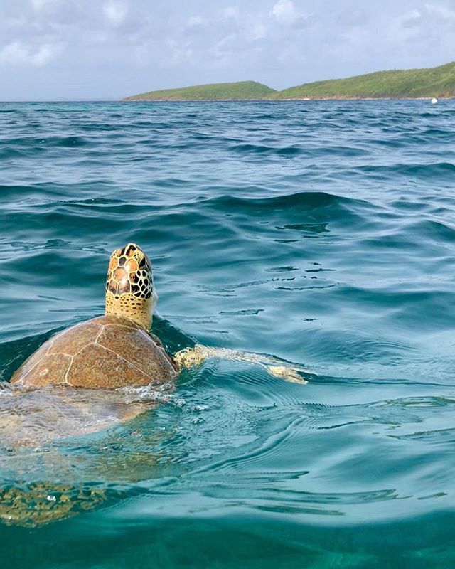 tiratepr's tweet photo. Como no amar esta isla y sus encantos ⛰🐢
📍Culebra, Puerto Rico
:
📷 @ariaco14 https://t.co/rZXJKQzrnq