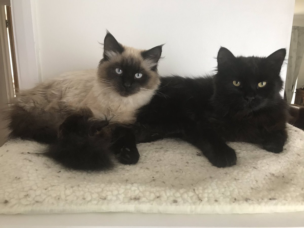 Please send thoughts and prayers for my two poor little kittens who are starving to death because I bought Whiskas instead of Felix cat food. 🙄