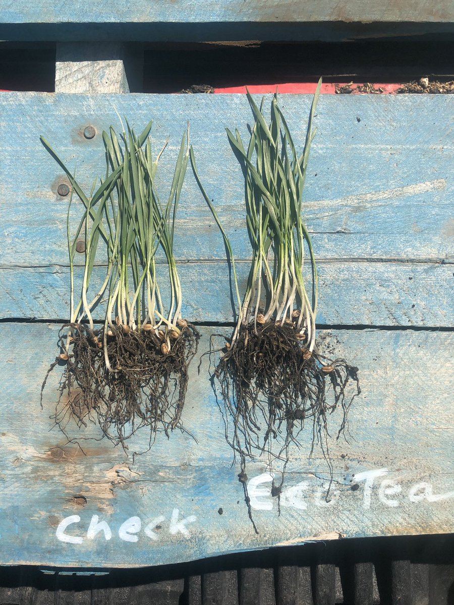 Eco Tea = more root, more green, less tip burn on leaves