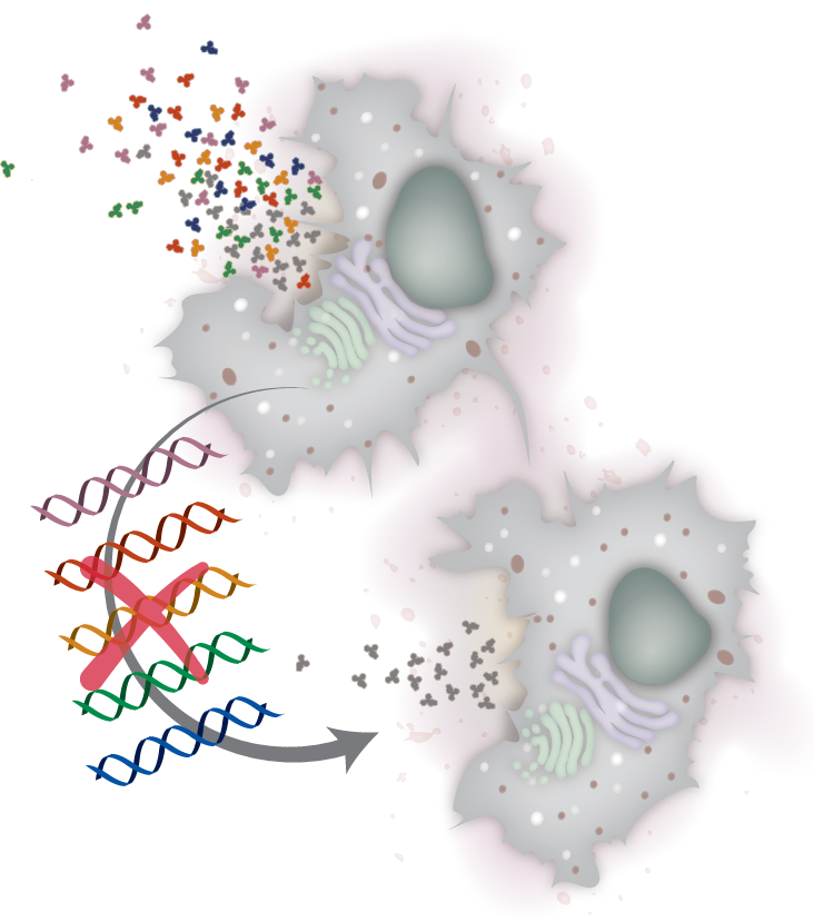 We engineered cleaner drug producing mammalian cells by knocking out more than a dozen genes, leading to better growing cells, enhanced recombinant protein production, and more pure antibody production. Check out our preprint: 
biorxiv.org/content/10.110…