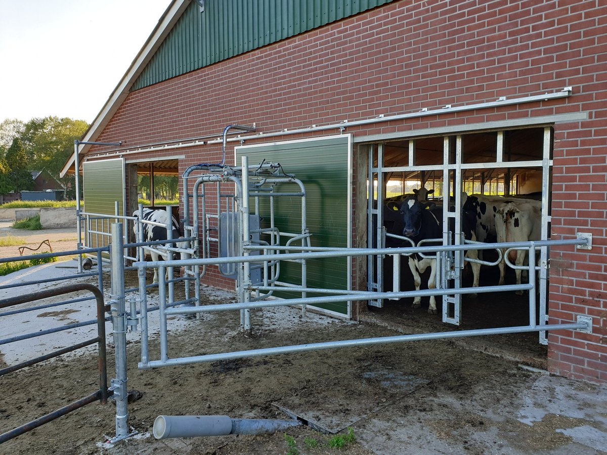 HeleenLansink's tweet image. 2 weken geleden weidepoort in gebruik genomen. 

Zo kunnen de koeien zelf naar buiten en weer naar binnen. Maar de les is nog niet helemaal duidelijk. 7 dames hebben het begrepen.

#weidegang #robotmelken #arbeidsbesparing